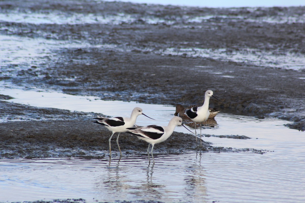 Американская шилоклювка - ML647740826