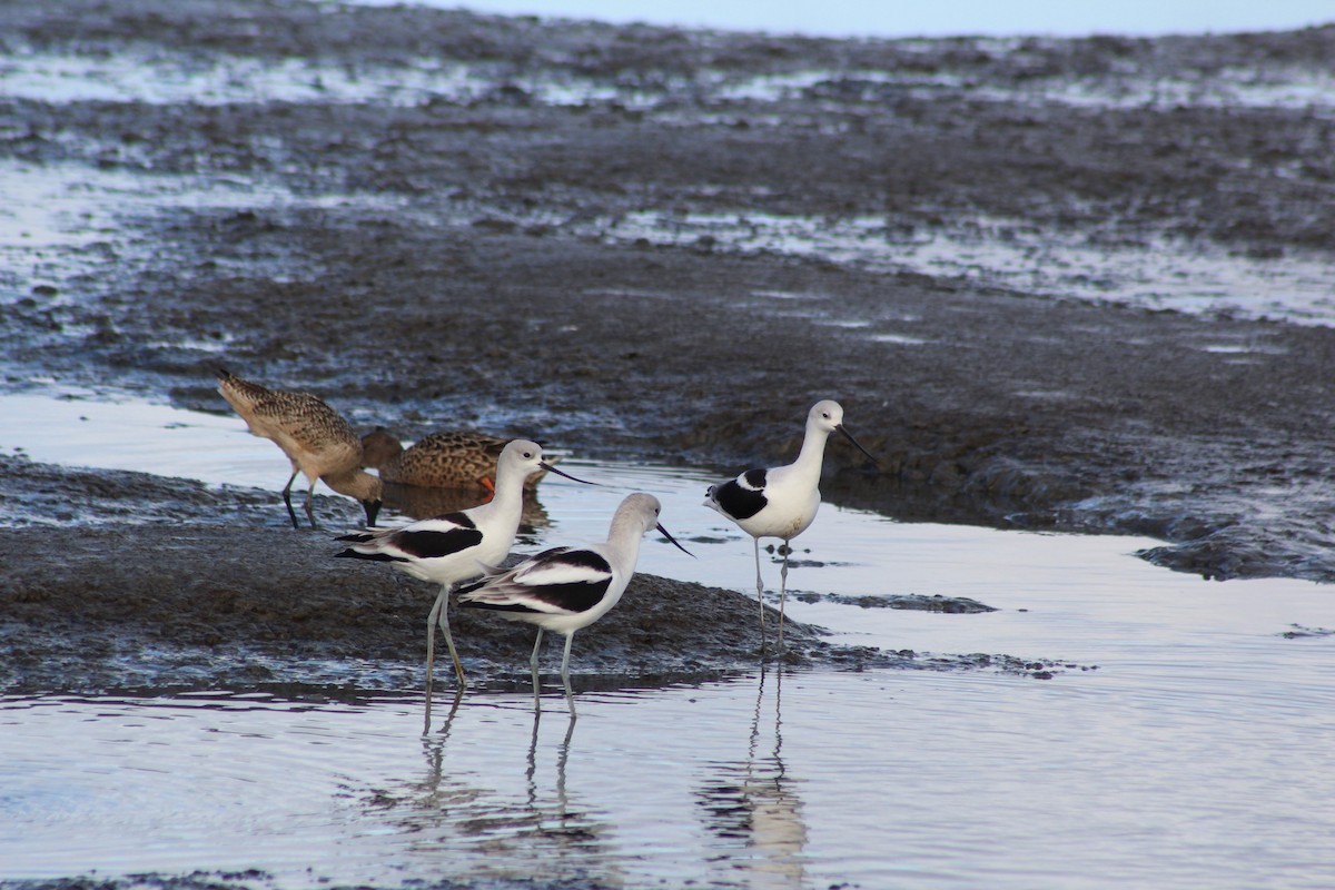 Американская шилоклювка - ML647740827