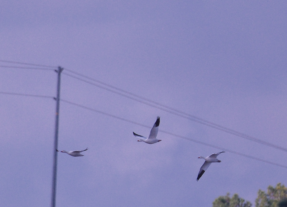 Белый гусь - ML647740828