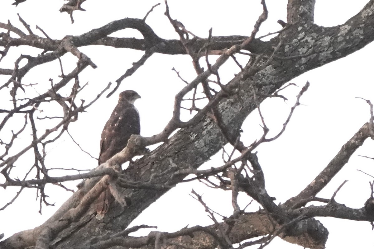 Dominohabicht - ML647740829