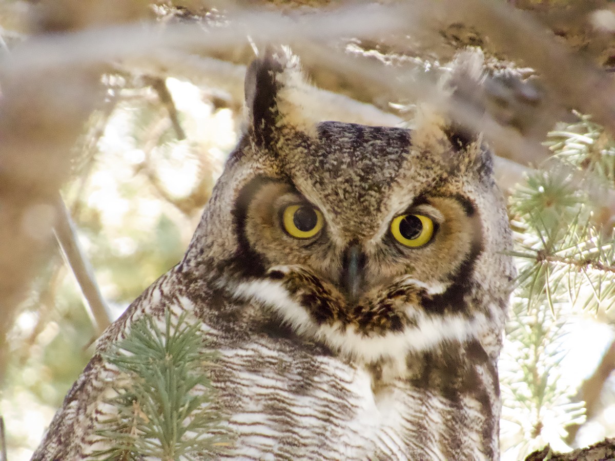 Great Horned Owl - ML647740830