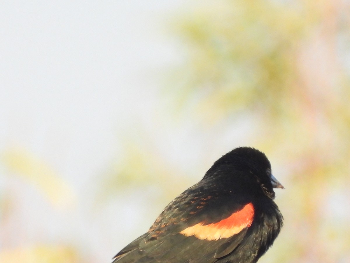 Red-winged Blackbird - ML647740836