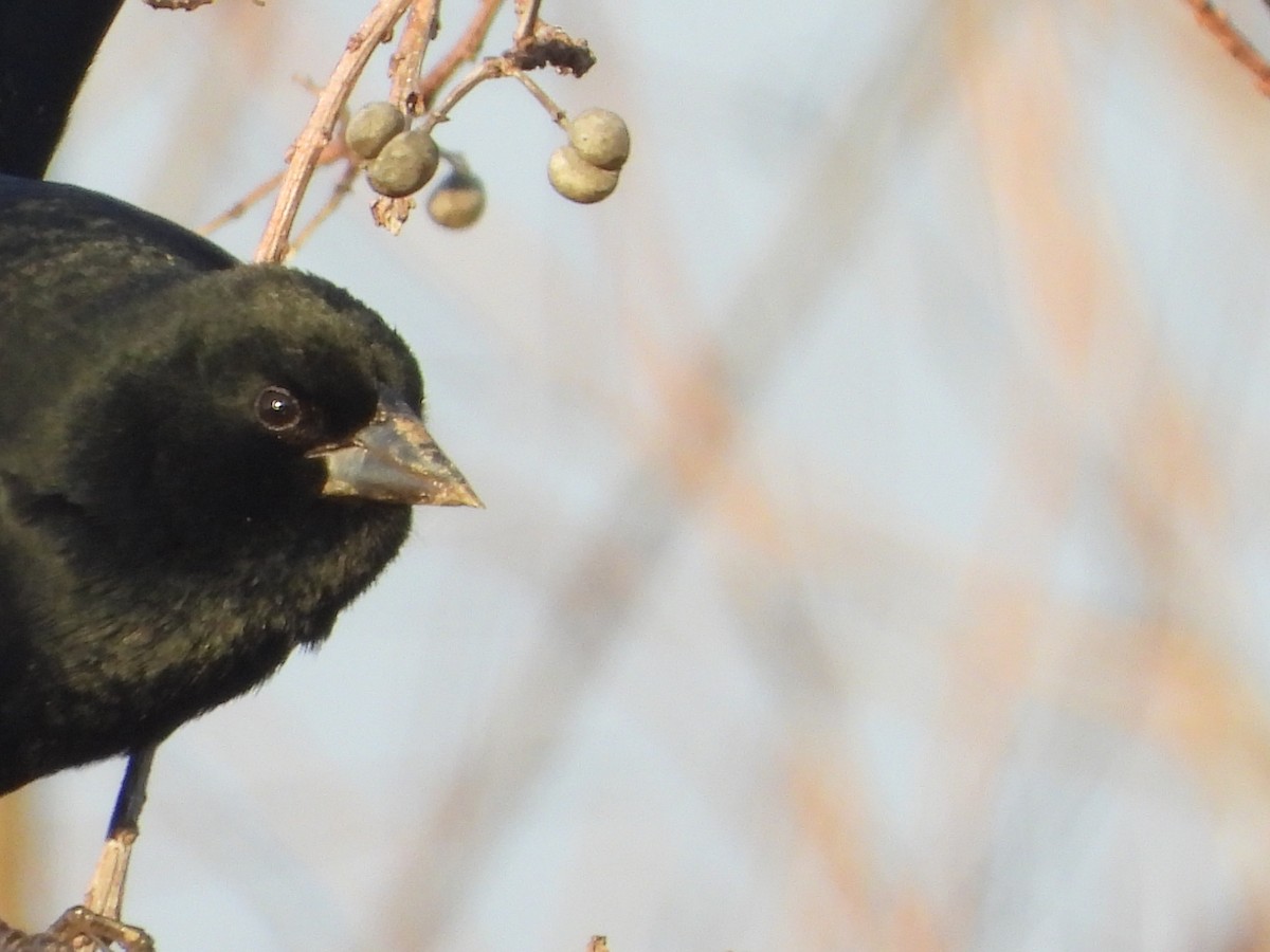 Red-winged Blackbird - ML647740837