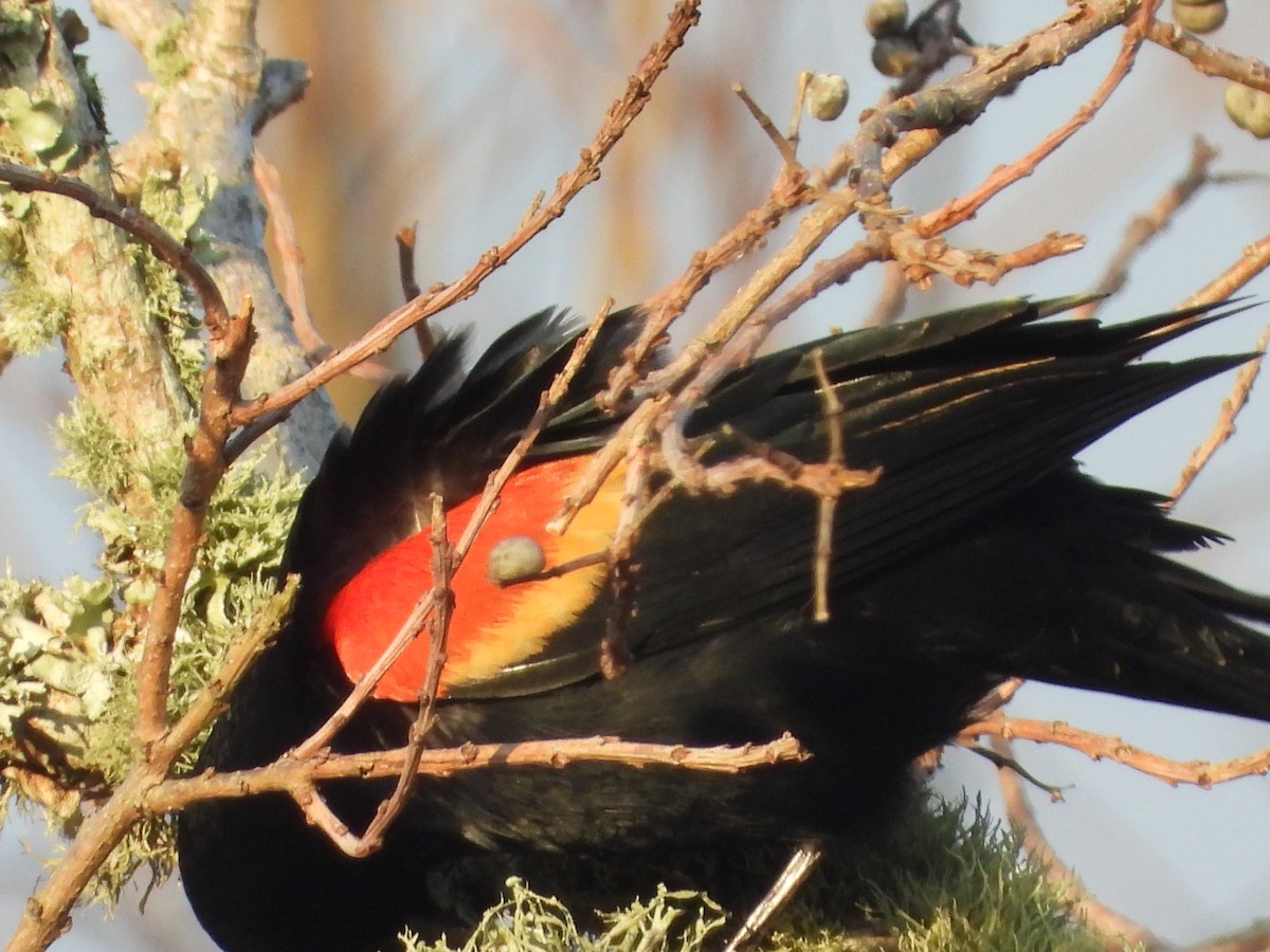 Red-winged Blackbird - ML647740838