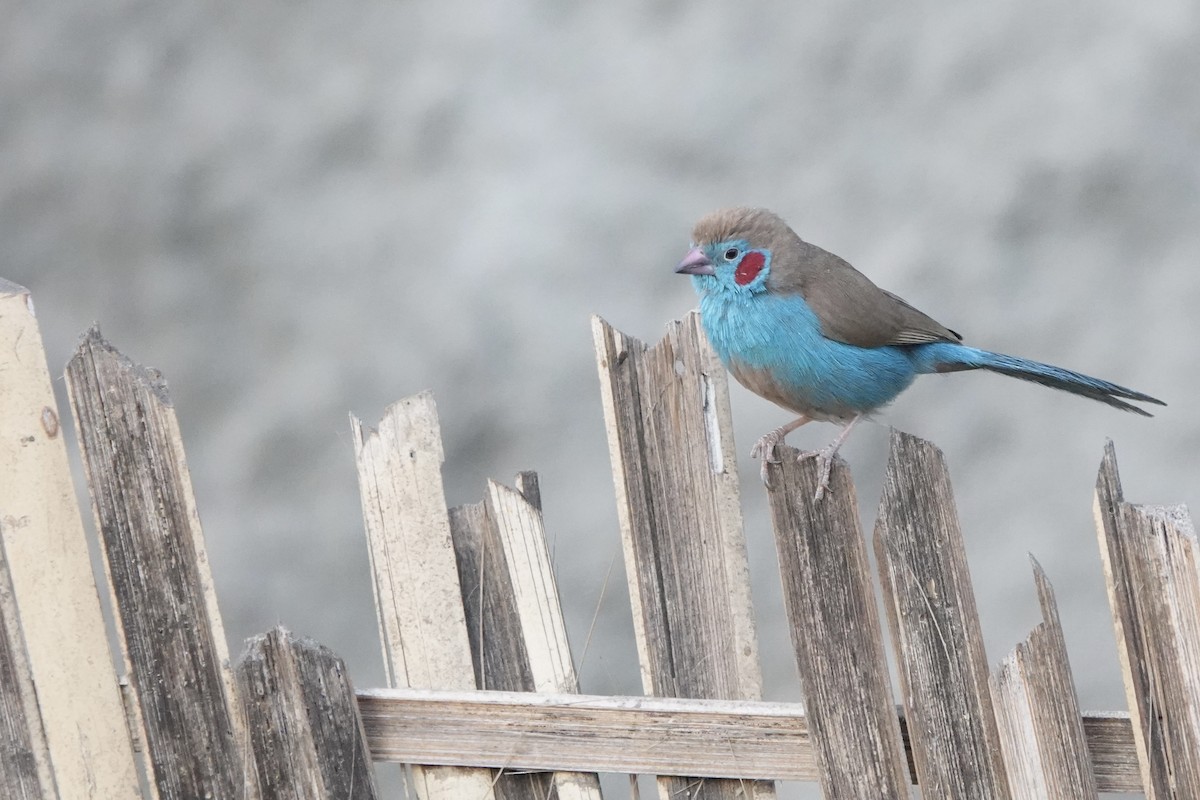 פרושית אדומת-לחי - ML647740839