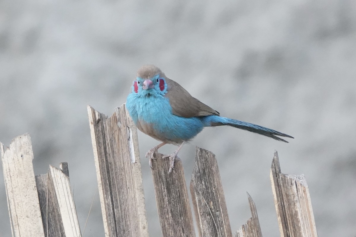 פרושית אדומת-לחי - ML647740841