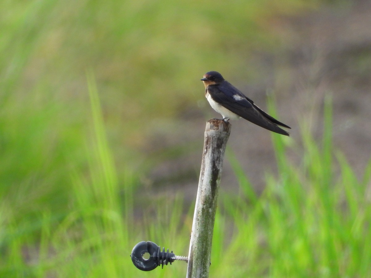 Ластівка сільська - ML647740894