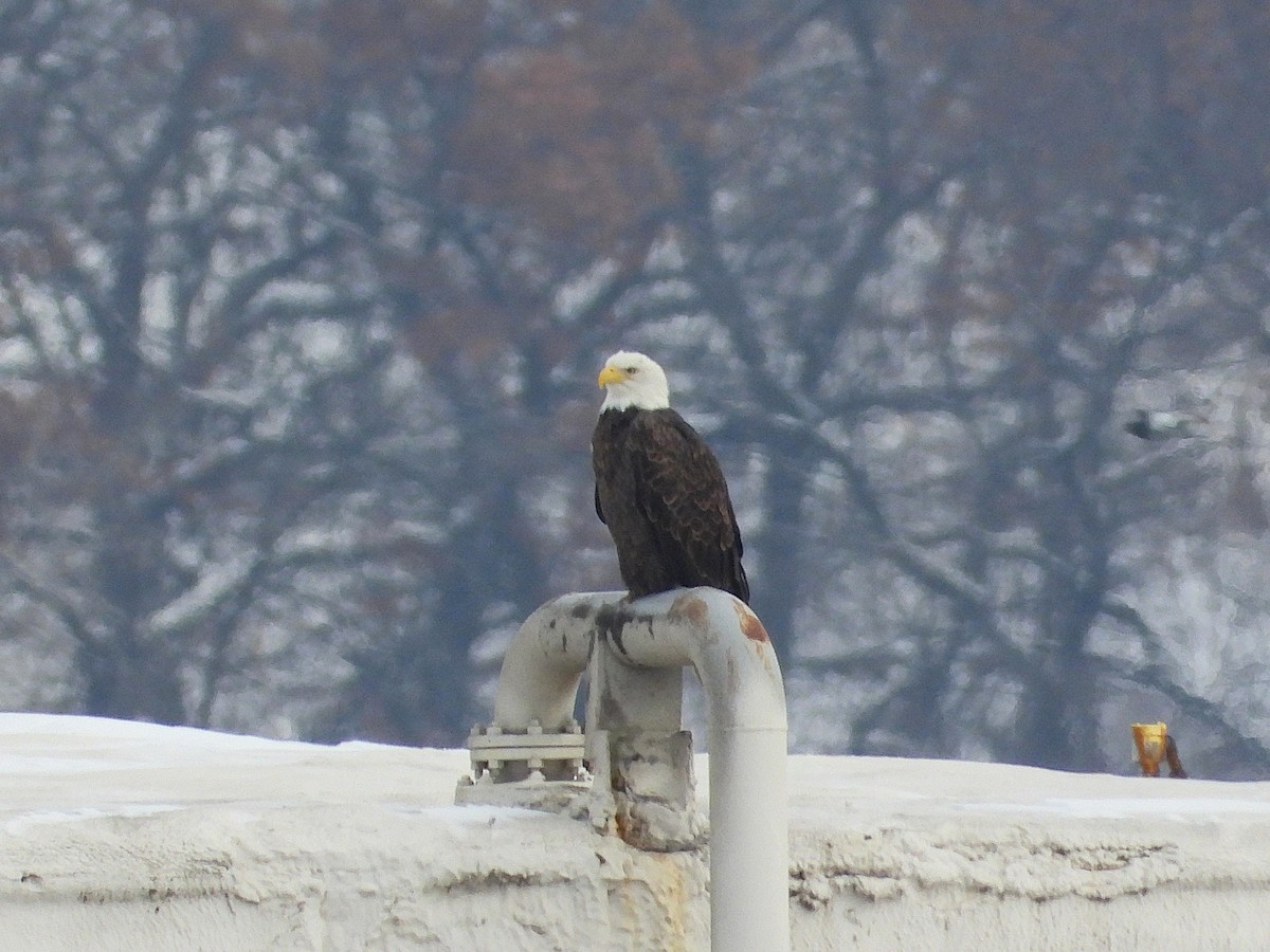 Itsas arrano buruzuria - ML647740929