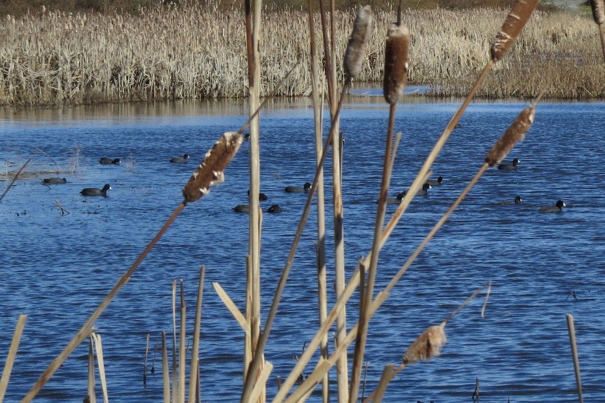 Foulque d'Amérique - ML647740936