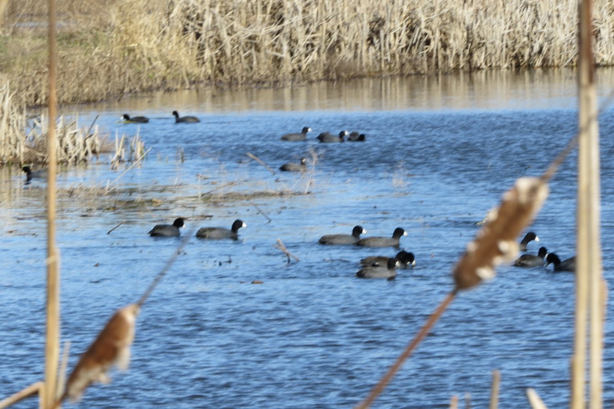Foulque d'Amérique - ML647740937