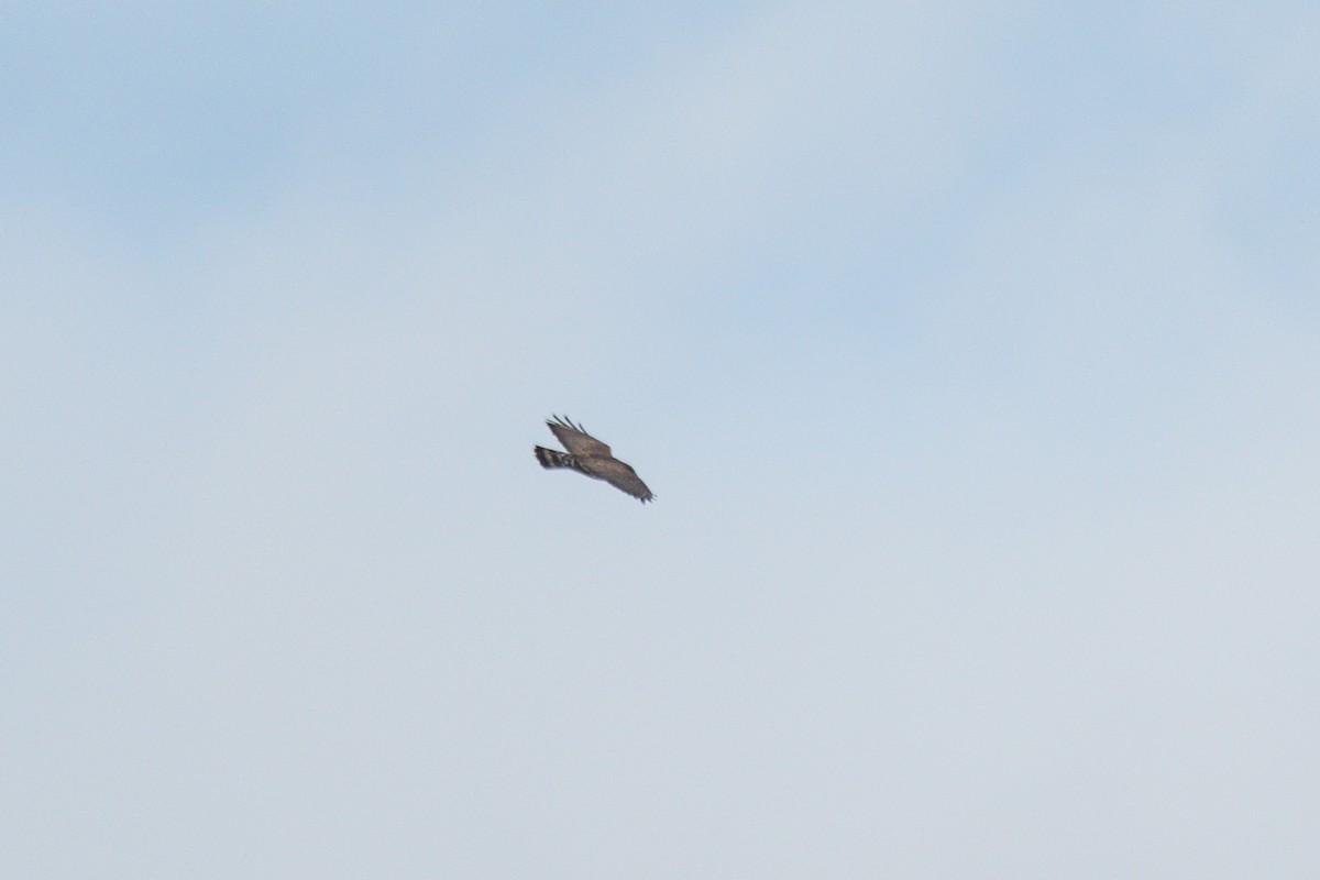 Канюк ширококрилий - ML647740951