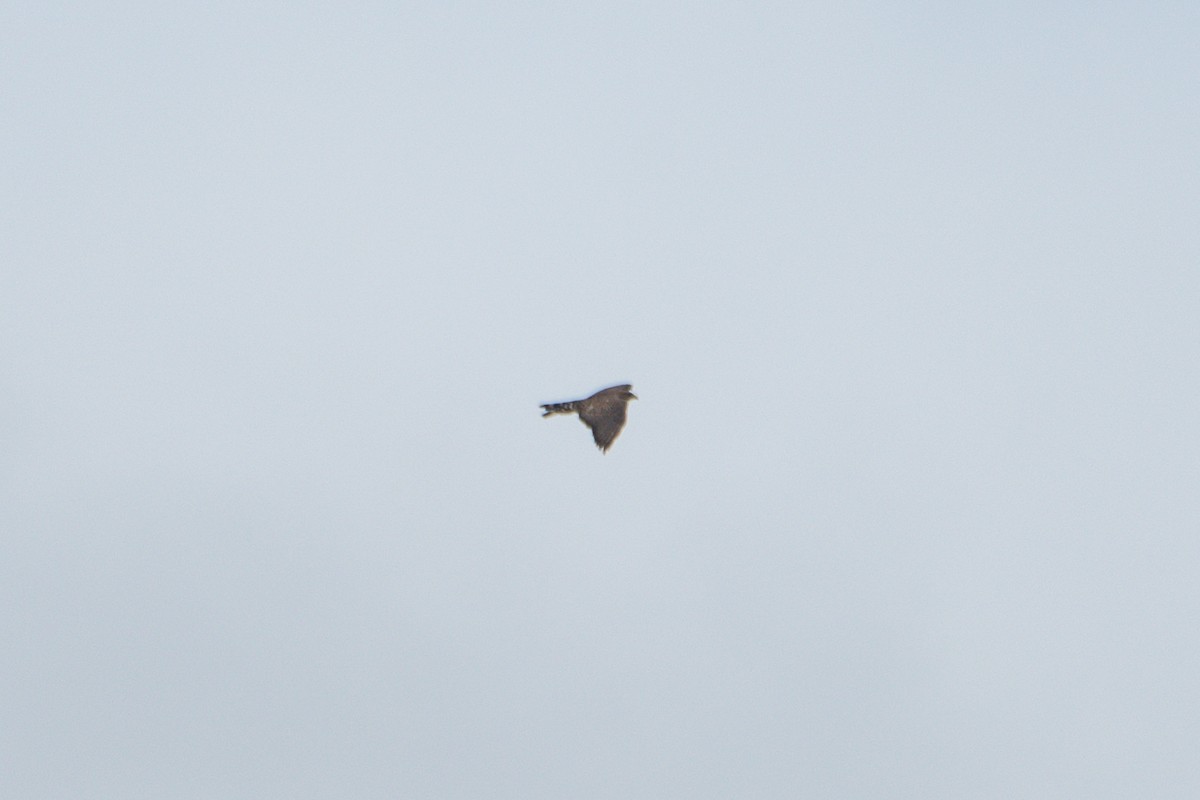 Канюк ширококрилий - ML647740952