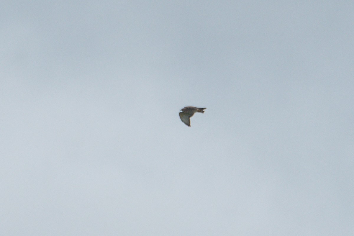 Канюк ширококрилий - ML647740953