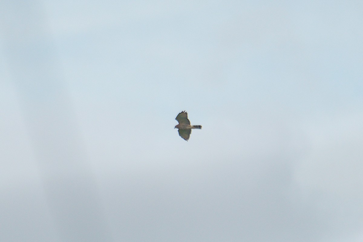 Канюк ширококрилий - ML647740954