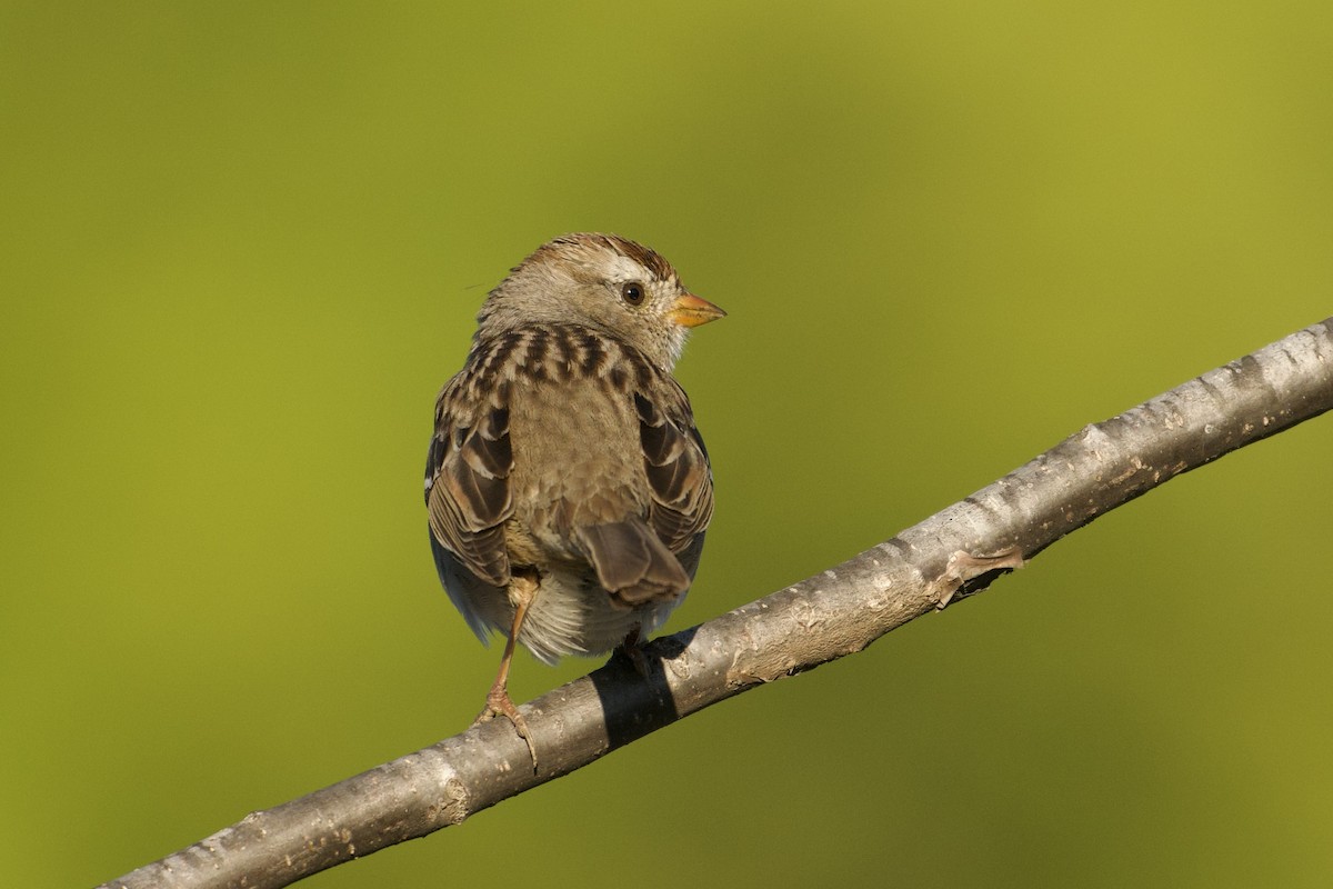 White-crowned Sparrow - ML647740969