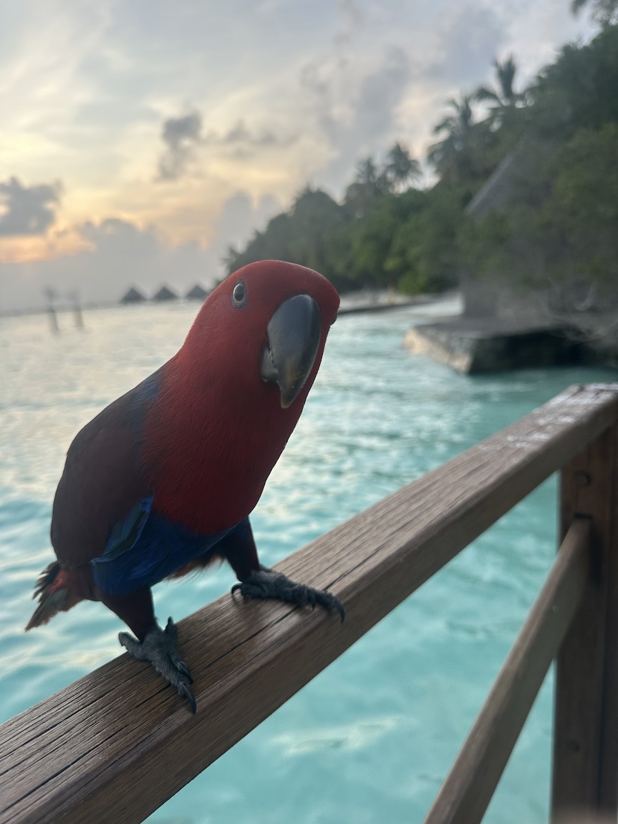 Papuan Eclectus - ML647740971