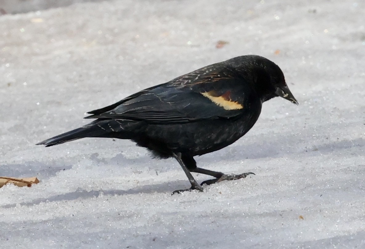 Red-winged Blackbird - ML647740978