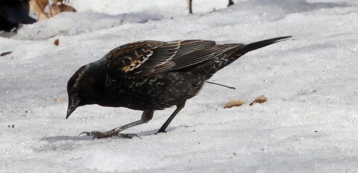 Red-winged Blackbird - ML647740979