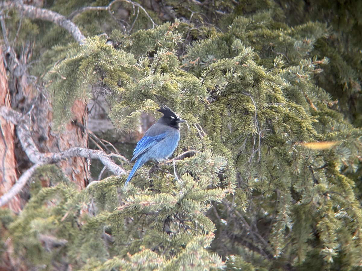 Steller's Jay (Southwest Interior) - ML647740987