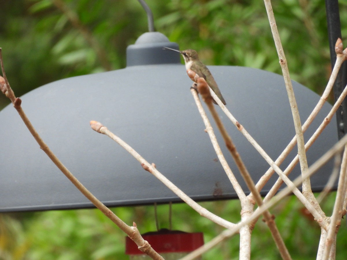 Ruby-throated Hummingbird - ML647741001