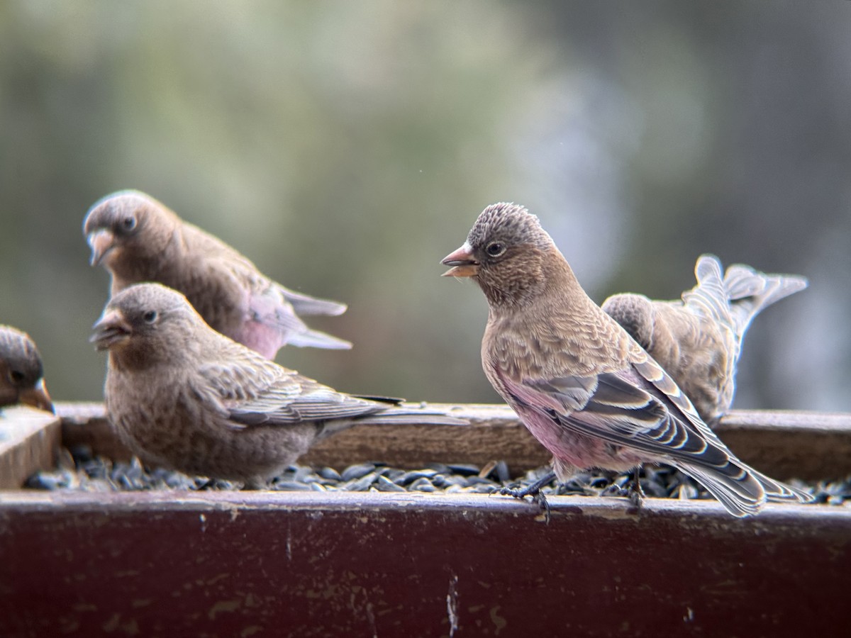 Brown-capped Rosy-Finch - ML647741003
