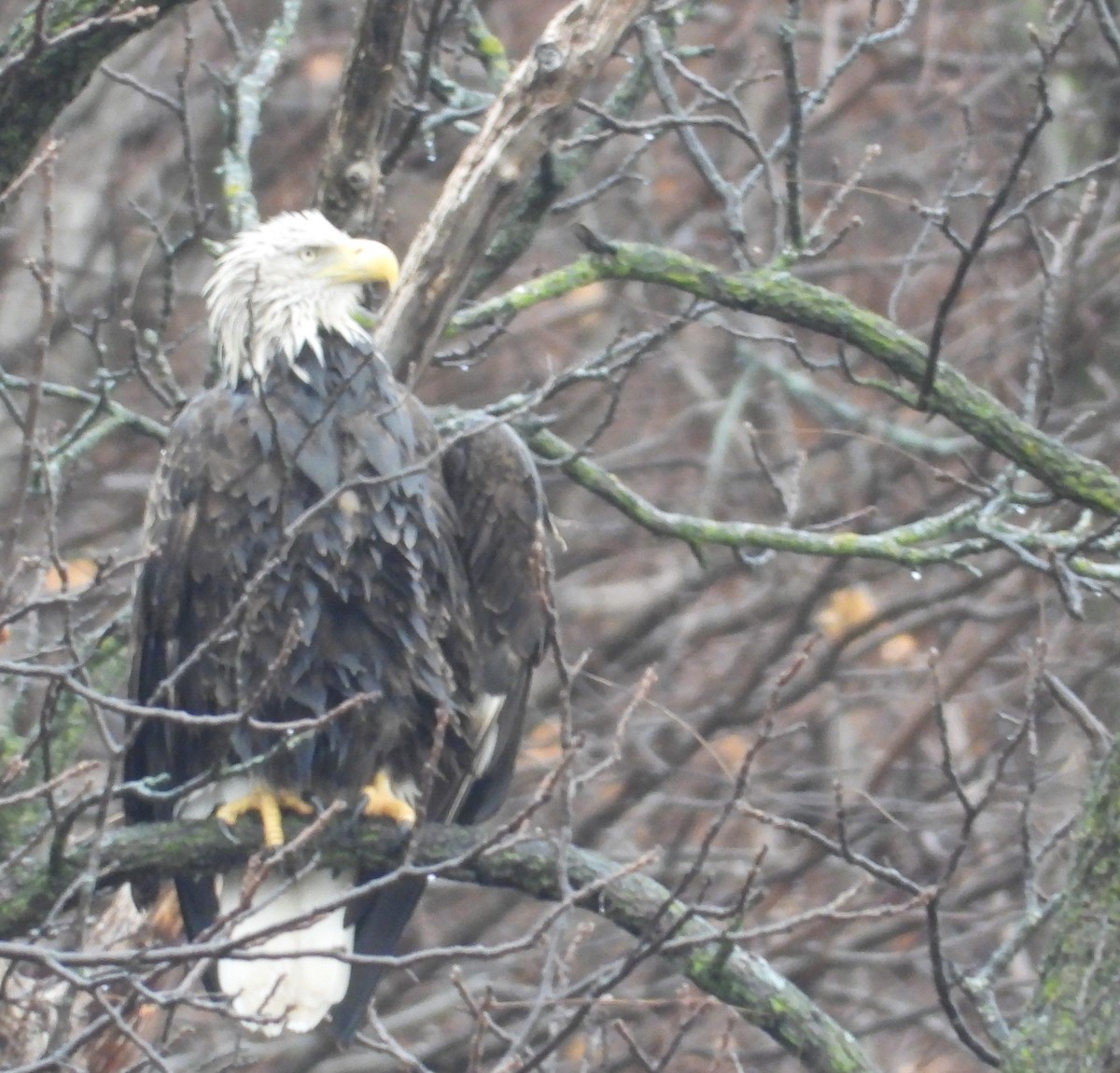 Itsas arrano buruzuria - ML647741004