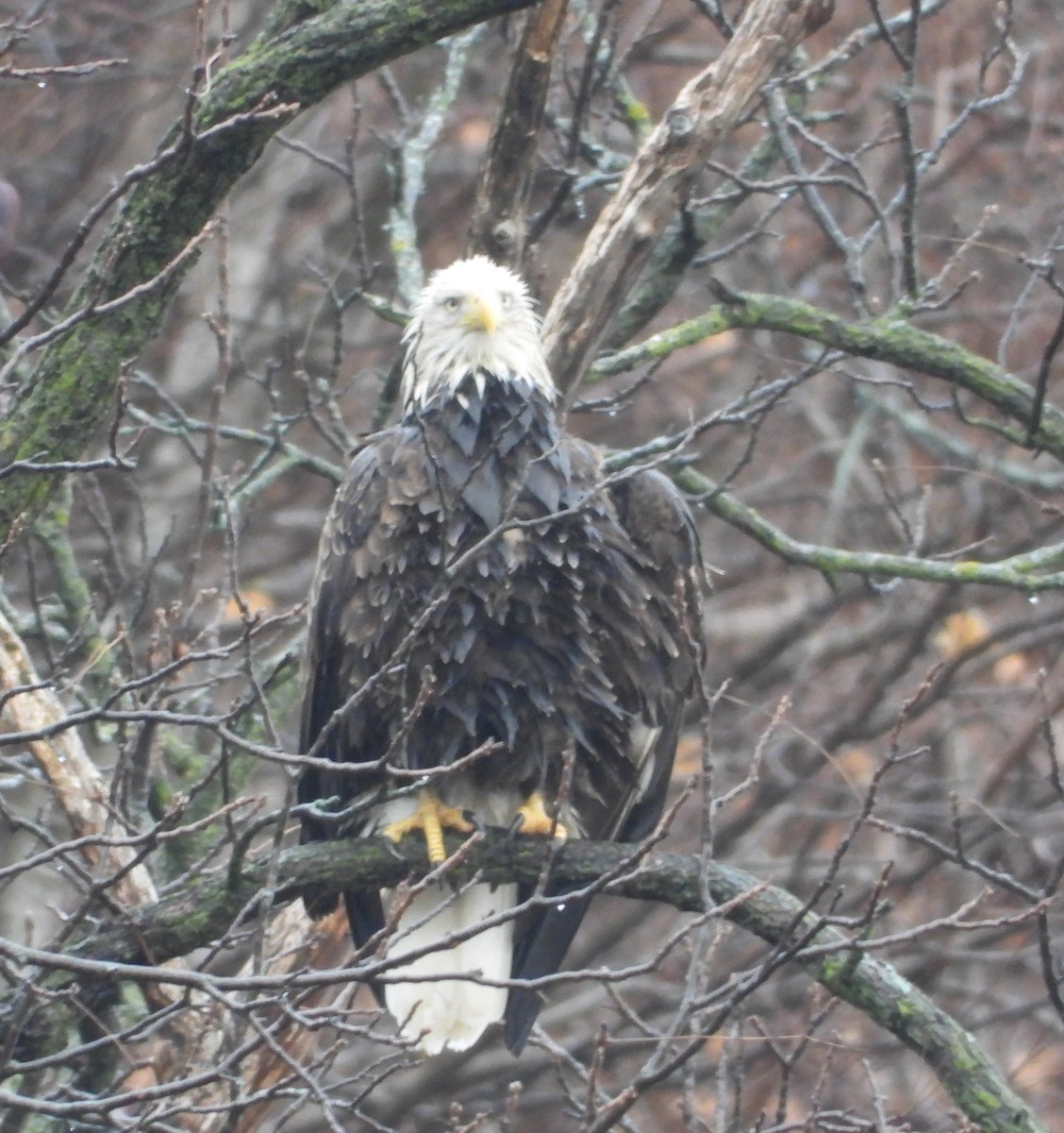 Itsas arrano buruzuria - ML647741005