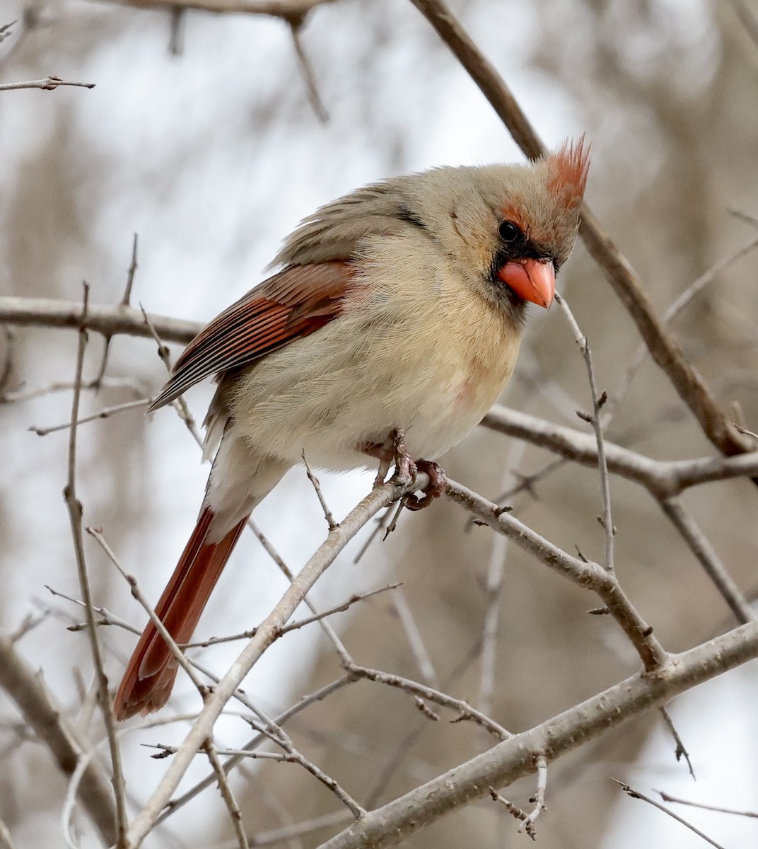 Красный кардинал - ML647741006