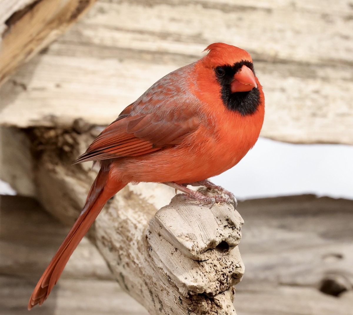 Красный кардинал - ML647741007