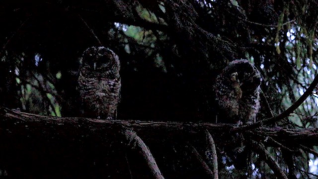 Гималайская неясыть - ML647741012