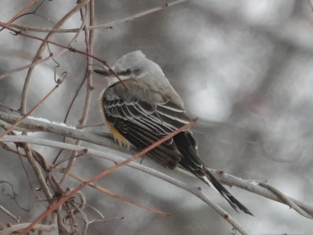 Длиннохвостый тиранн - ML647741014