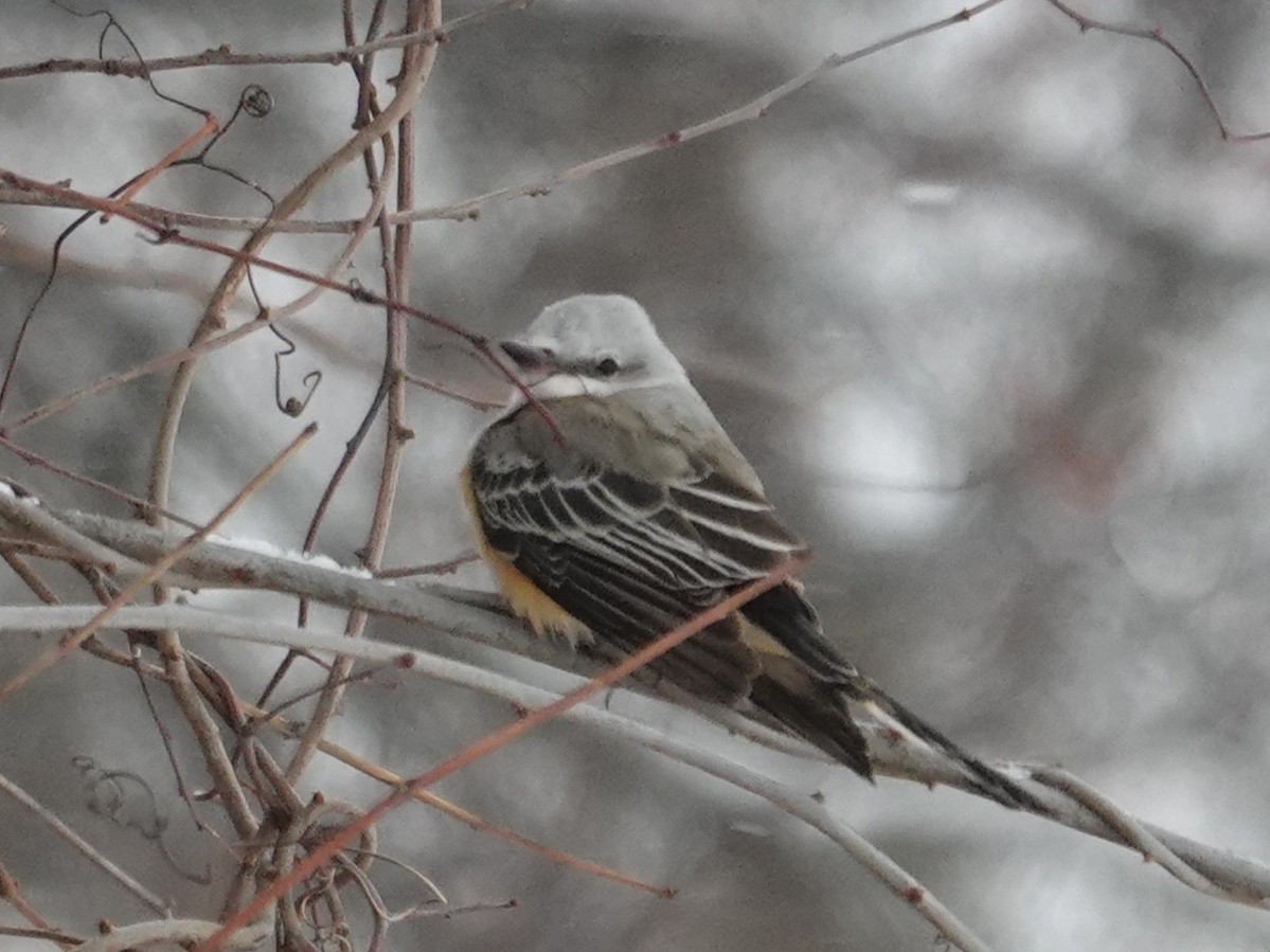 Длиннохвостый тиранн - ML647741015