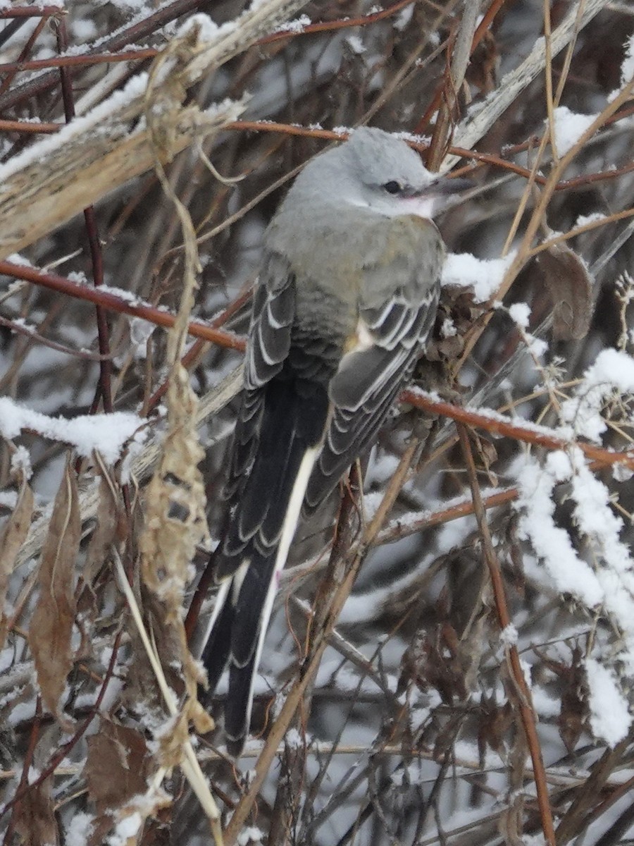 Длиннохвостый тиранн - ML647741016