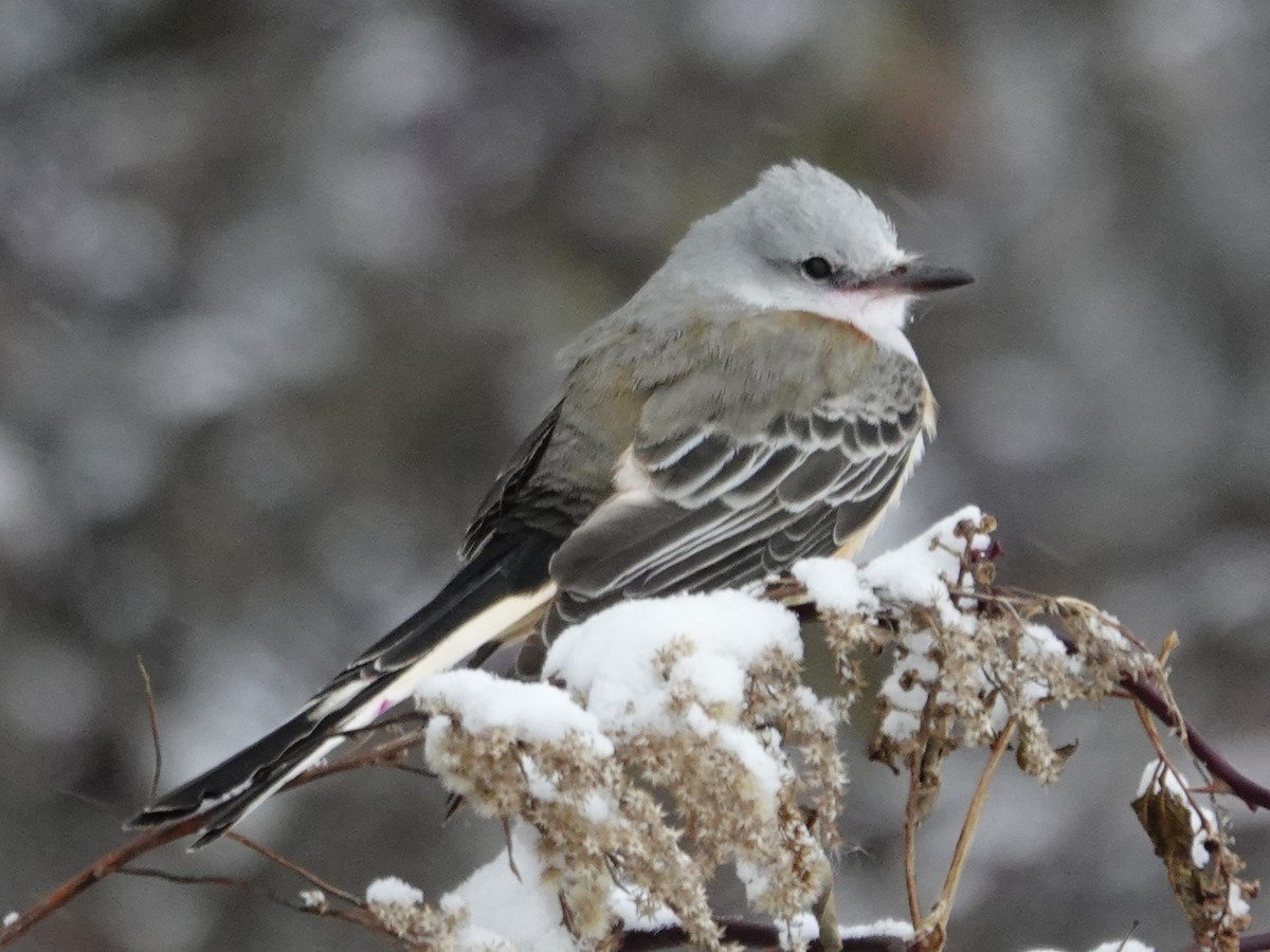 Длиннохвостый тиранн - ML647741017