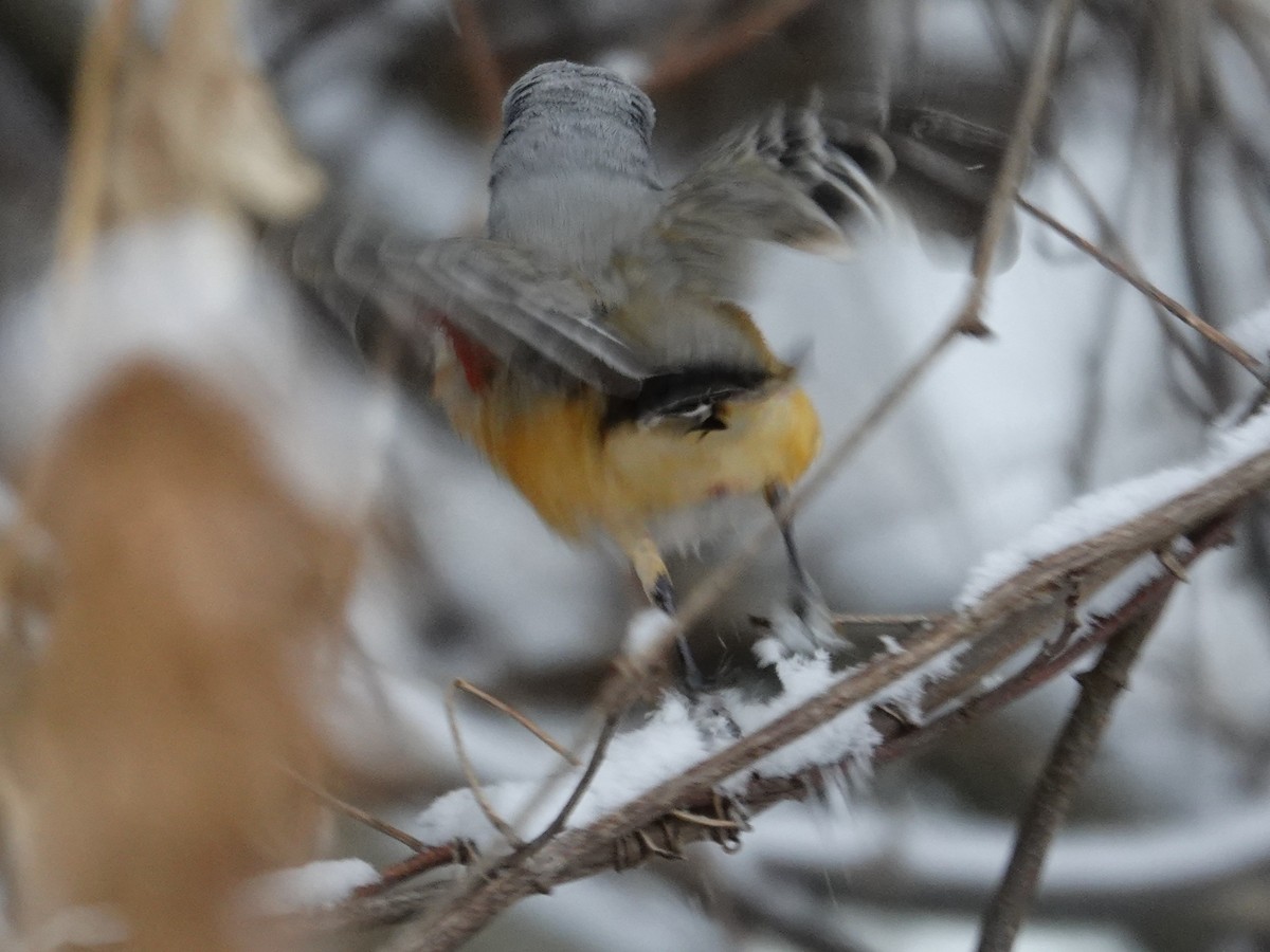 Длиннохвостый тиранн - ML647741018