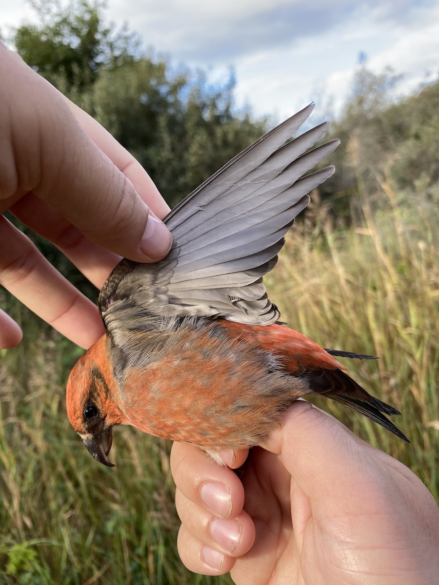 Клёст-еловик - ML647741020