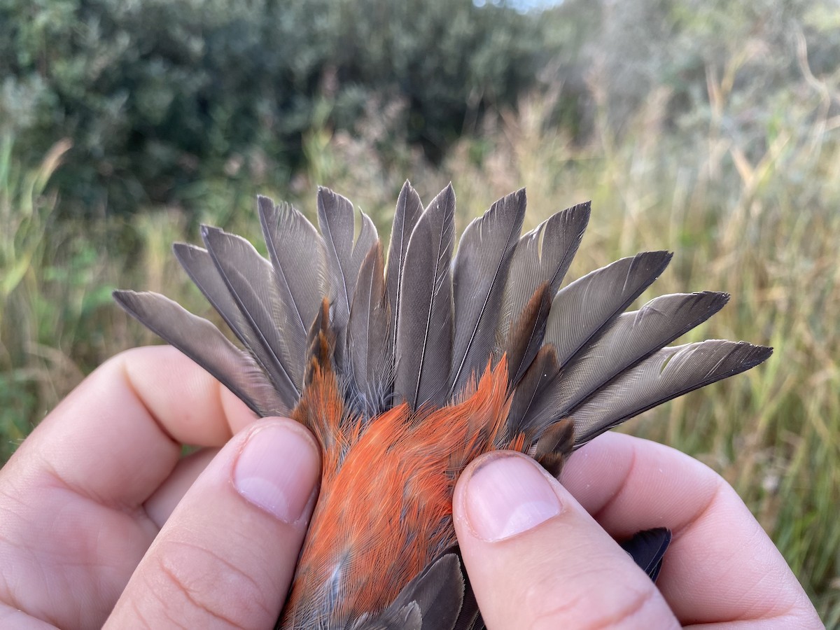 Клёст-еловик - ML647741021