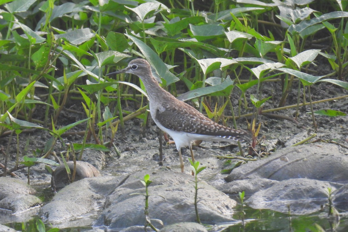 Фифи - ML647741022