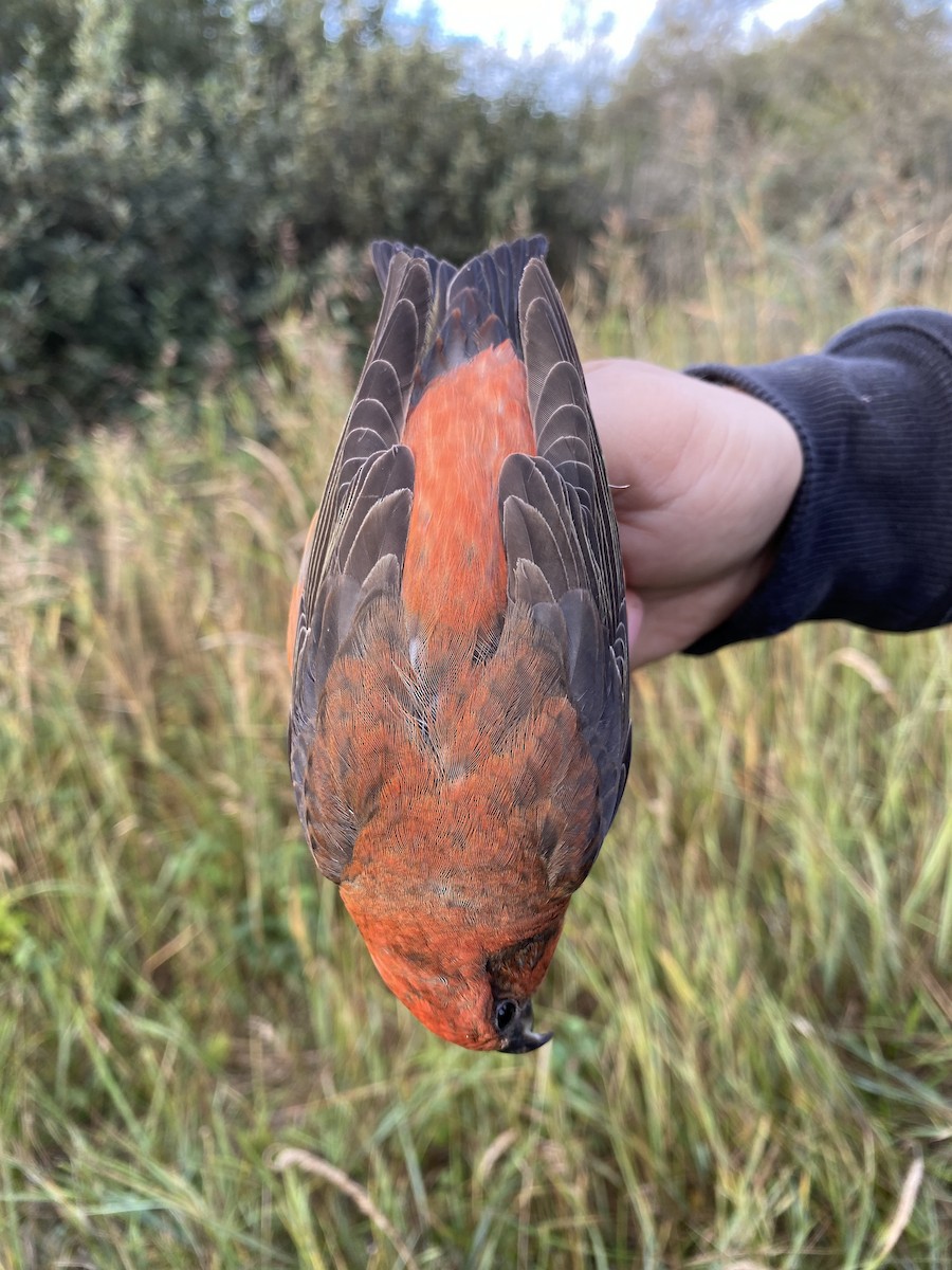 Клёст-еловик - ML647741023