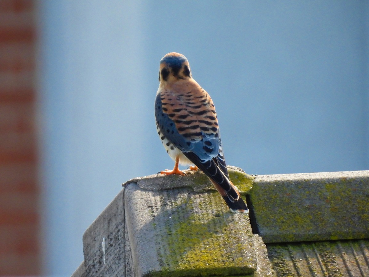 Воробьиная пустельга - ML647741024