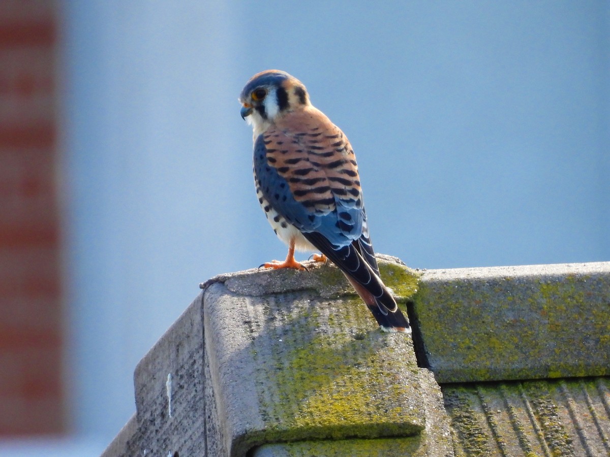 Воробьиная пустельга - ML647741025