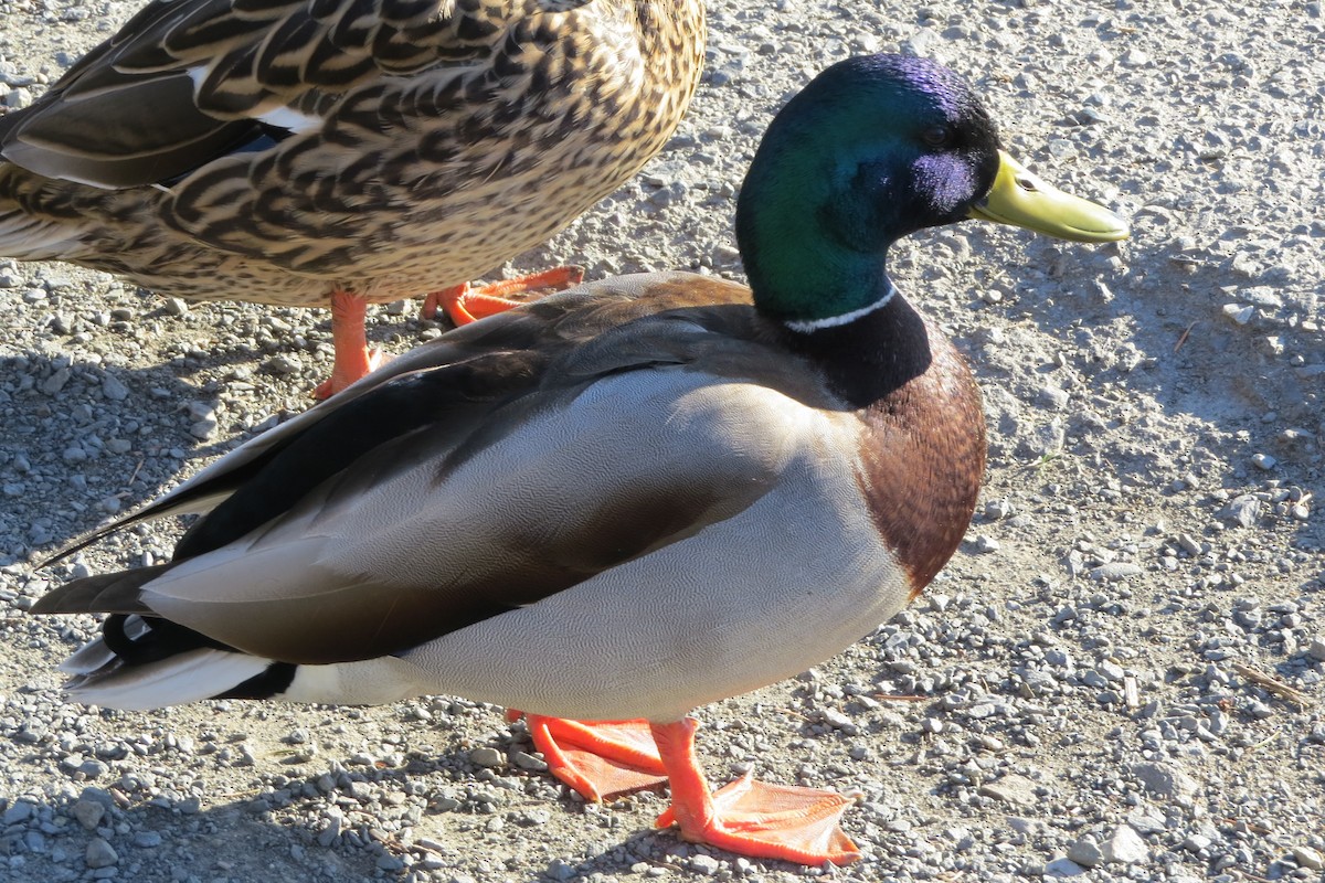 Кряква - ML647741027