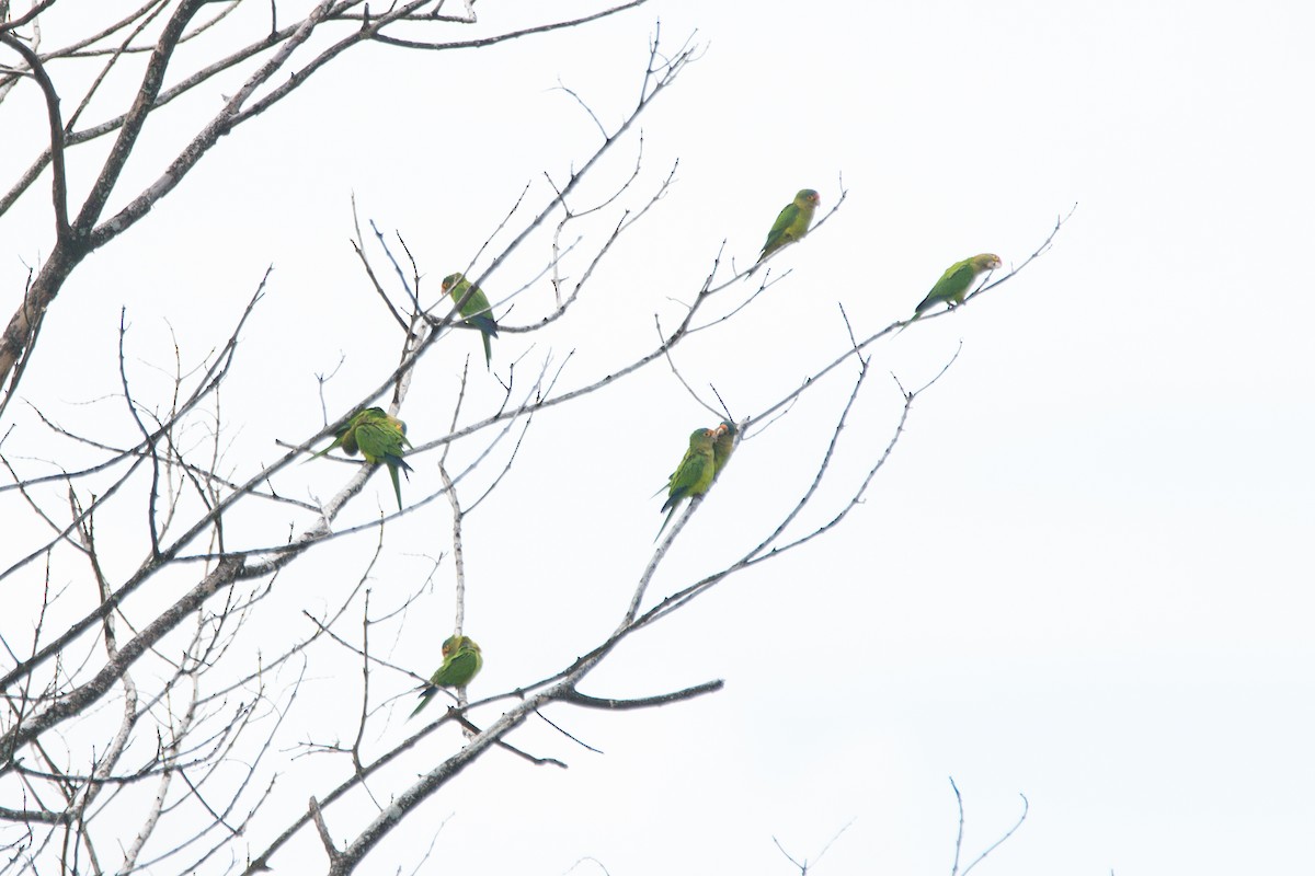 Оранжеволобая аратинга - ML647741028