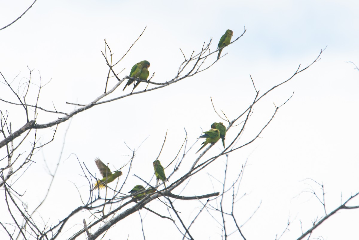 Оранжеволобая аратинга - ML647741029