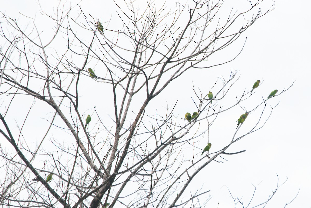 Оранжеволобая аратинга - ML647741030