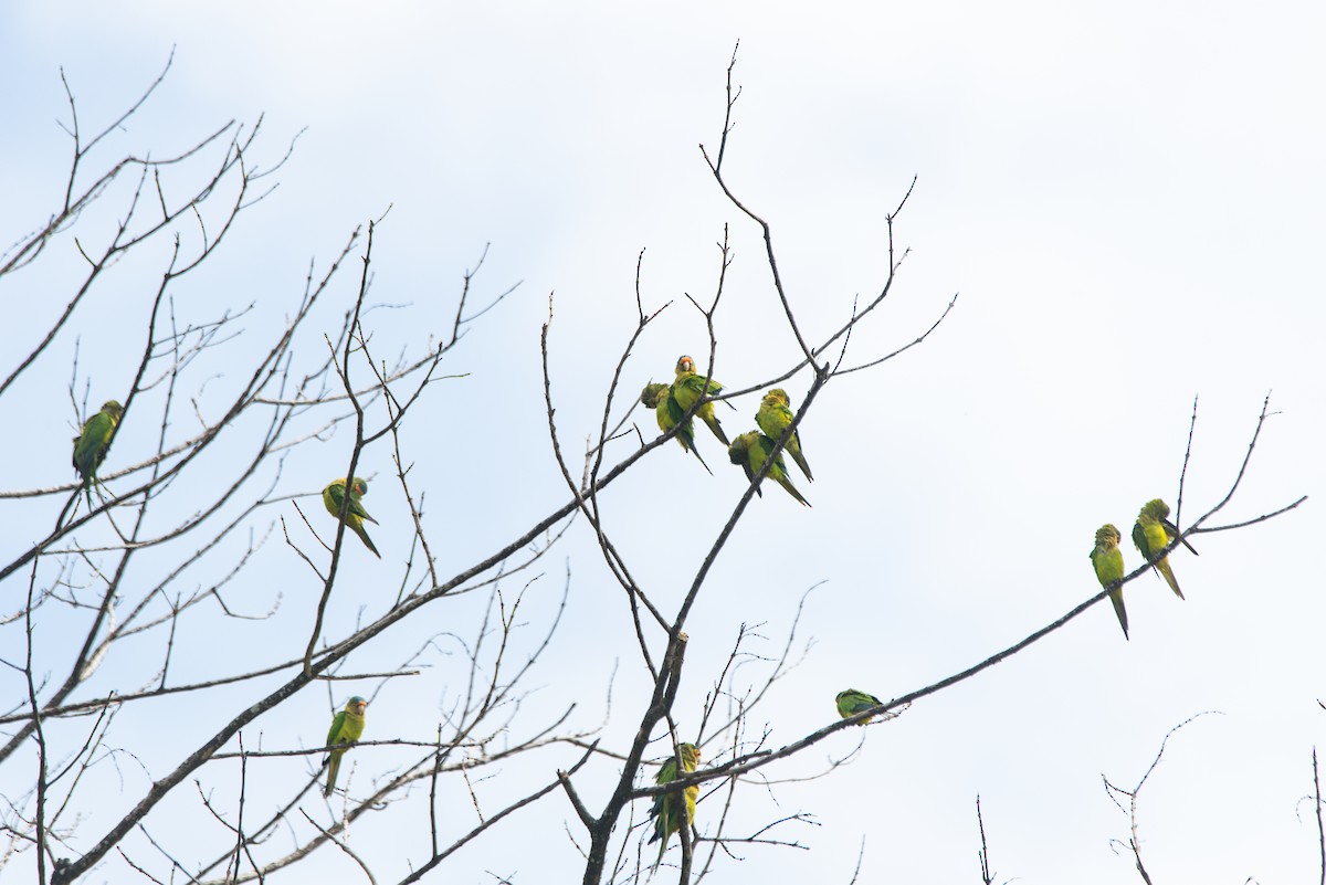 Оранжеволобая аратинга - ML647741031