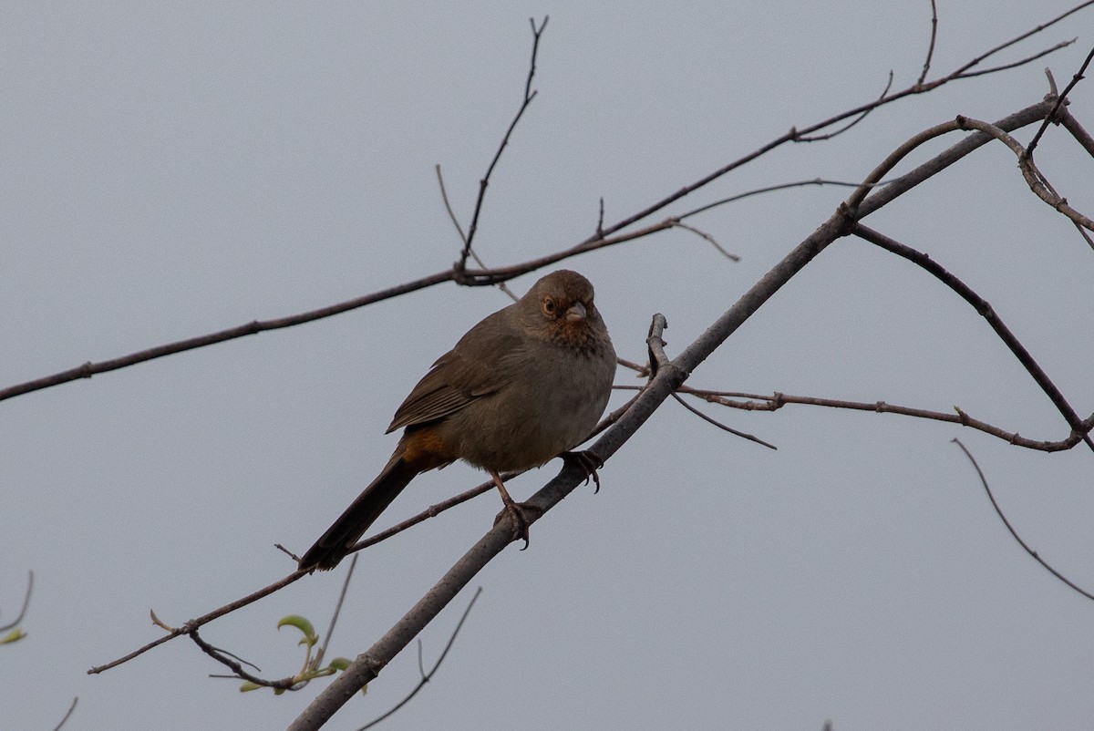 Калифорнийский тохи - ML647741033