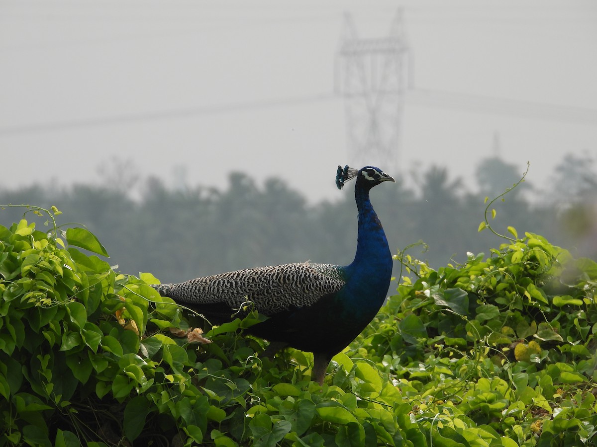 Индийский павлин - ML647741034