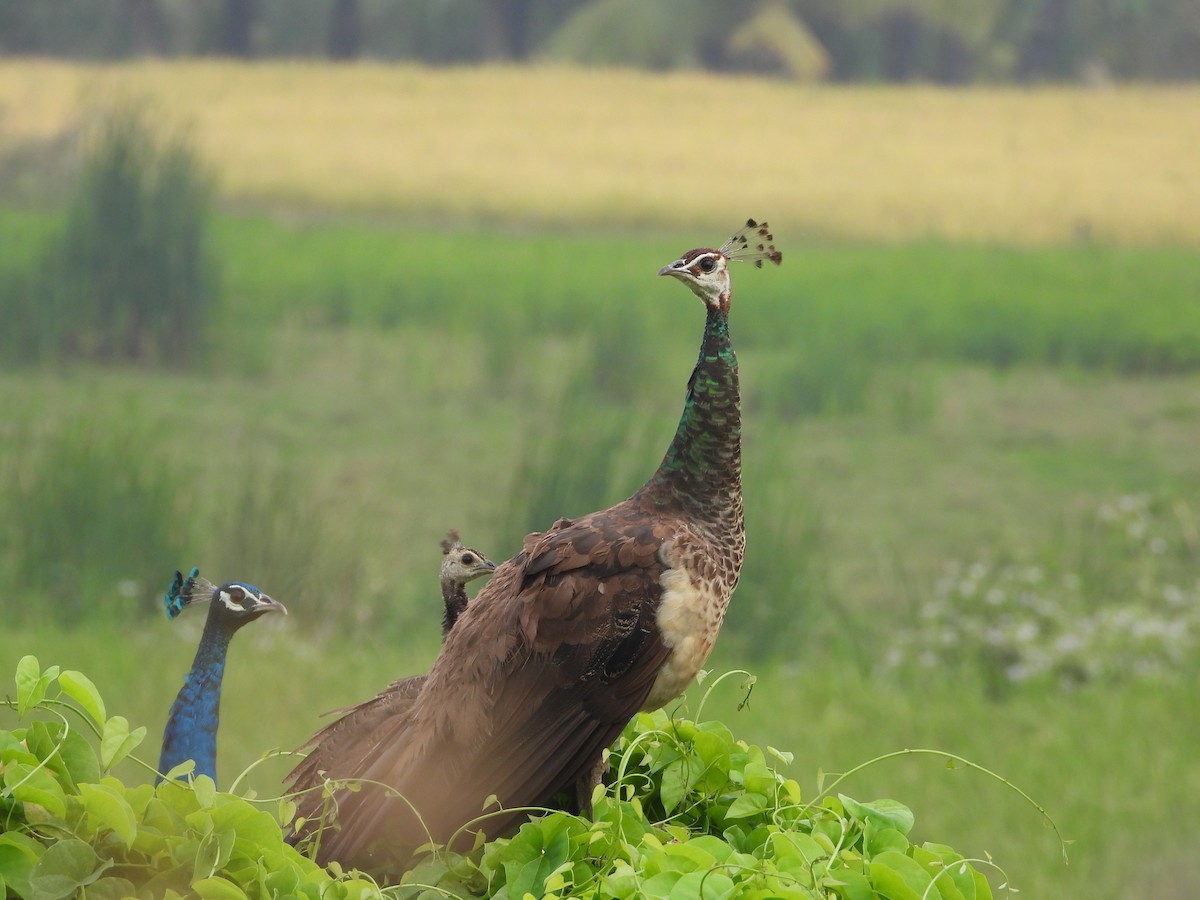 Индийский павлин - ML647741035