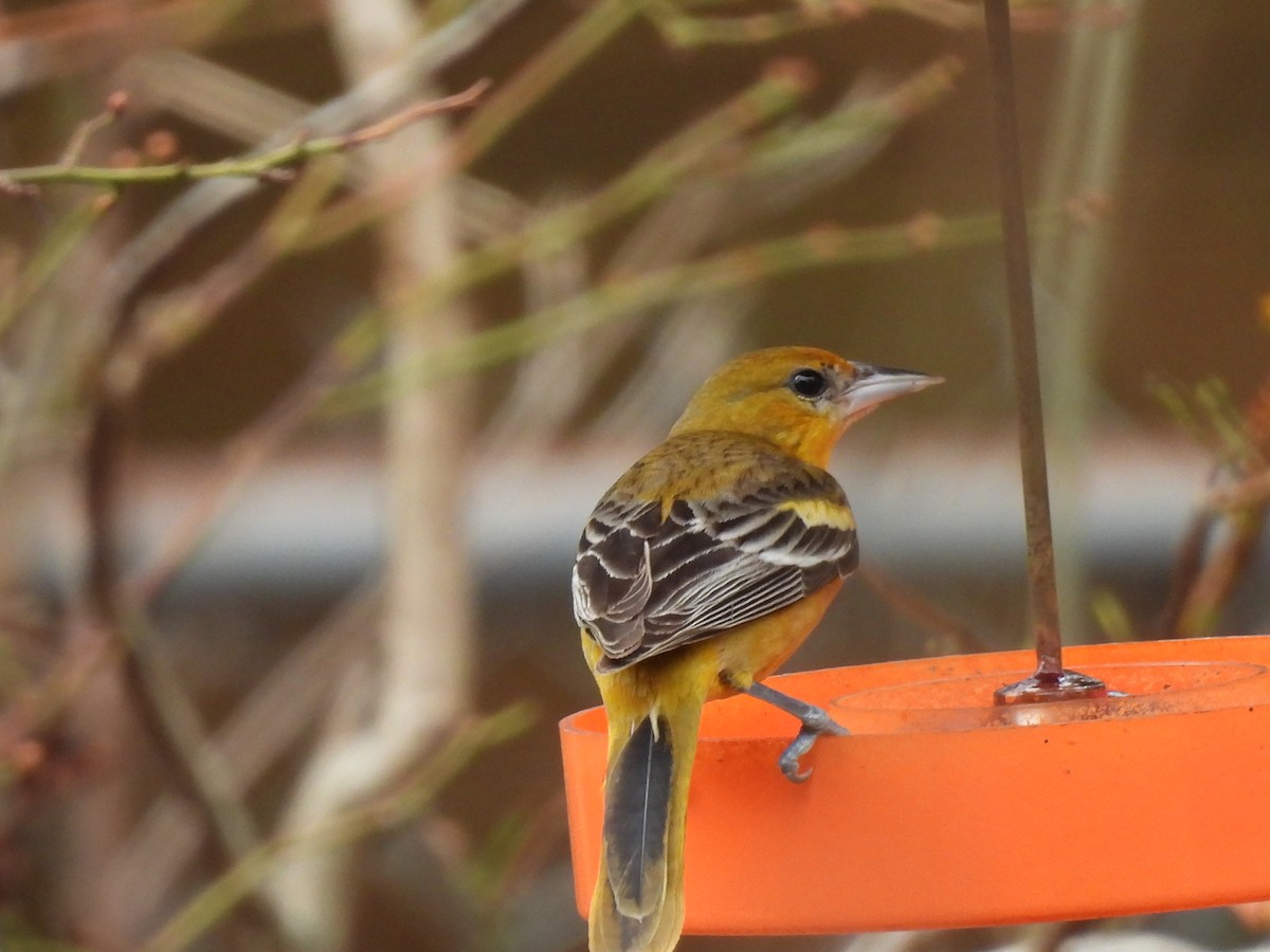 Балтиморский трупиал - ML647741036